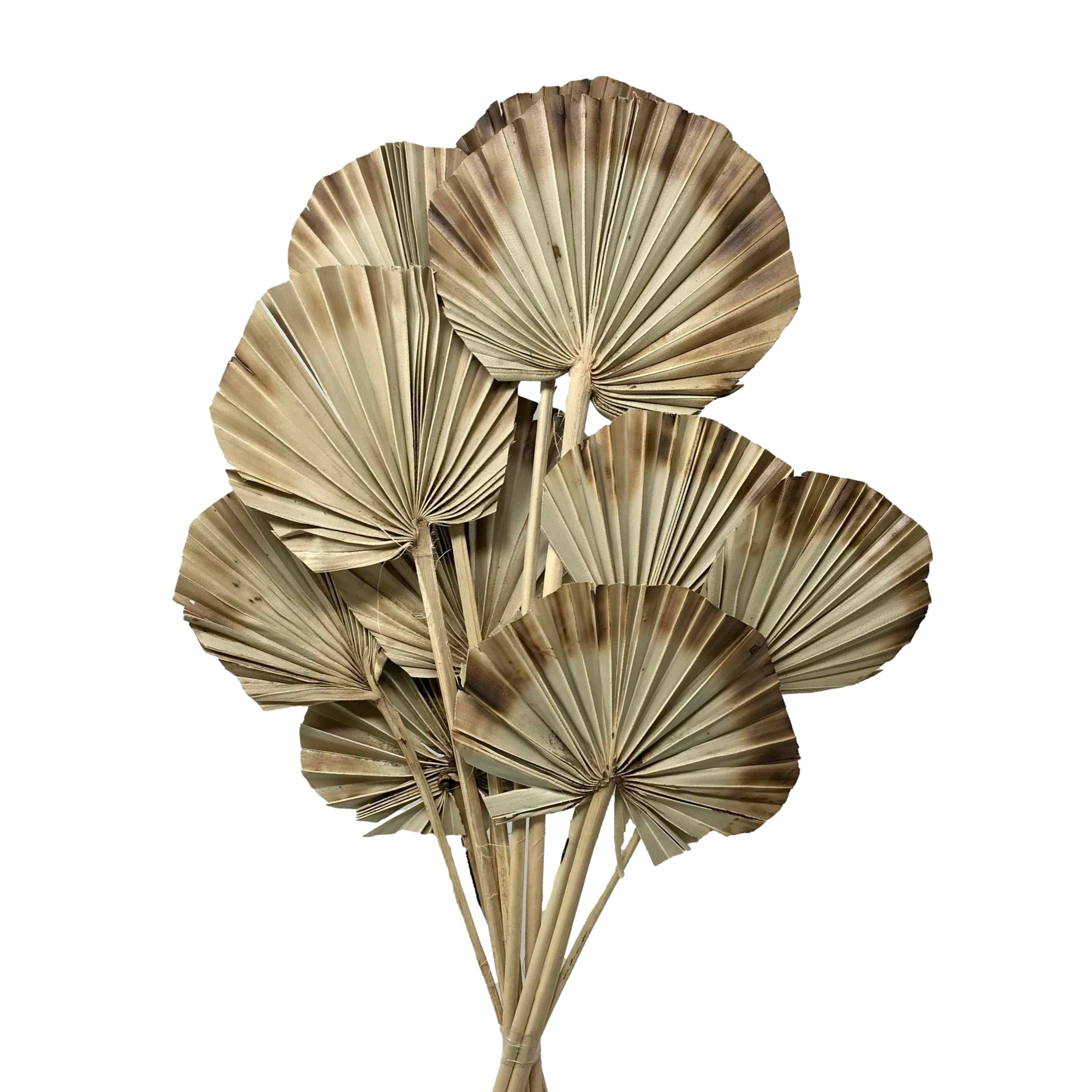 Wilco Home – Engroshandel Tørrede/pressede blomster – 10 tørrede naturlige palmeblade på stilk, bundt6