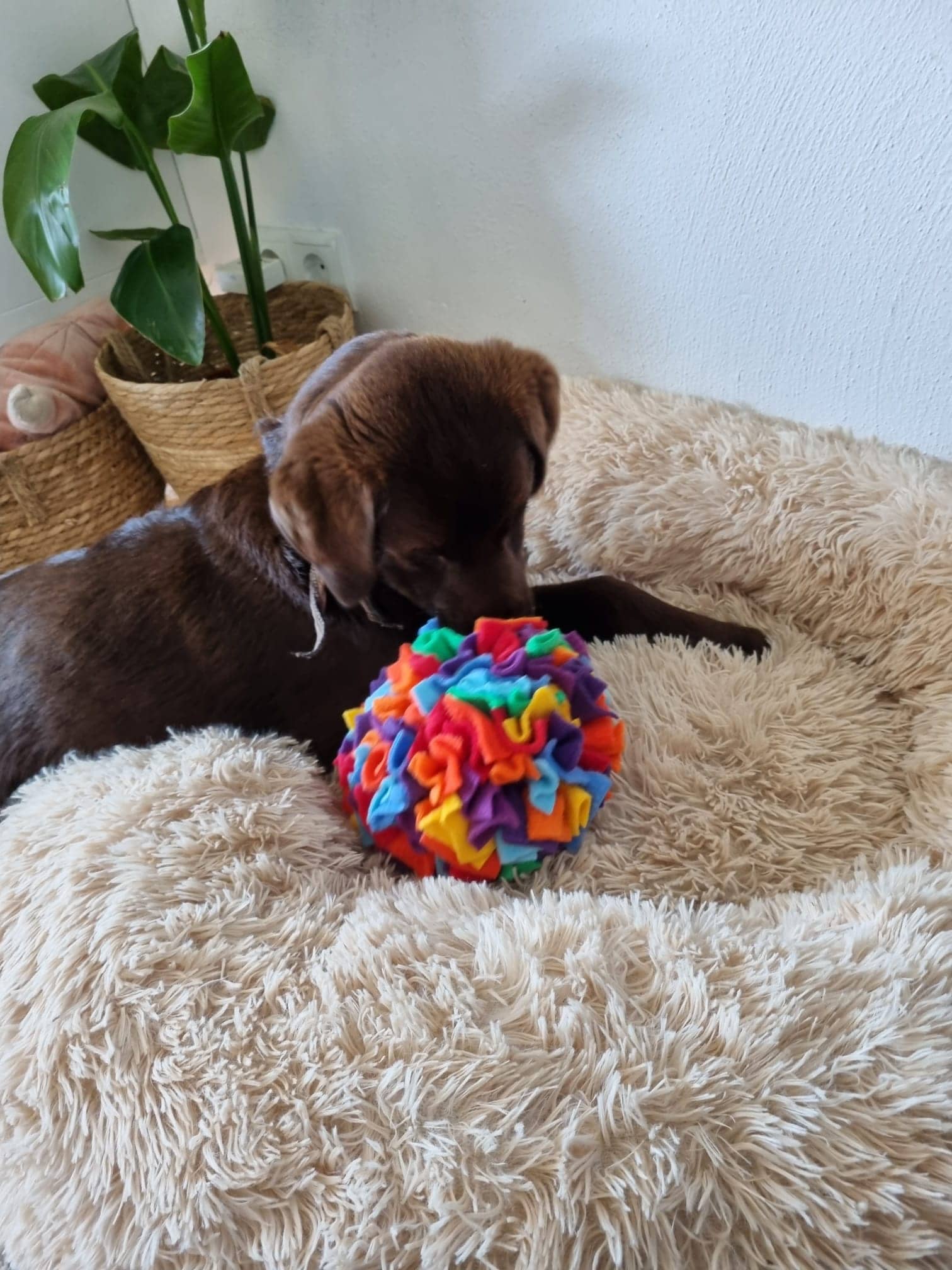 Pawcord by Franzi - Wholesale Pet Toy - Cat/Dog - Rainbow-coloured sniffing ball4