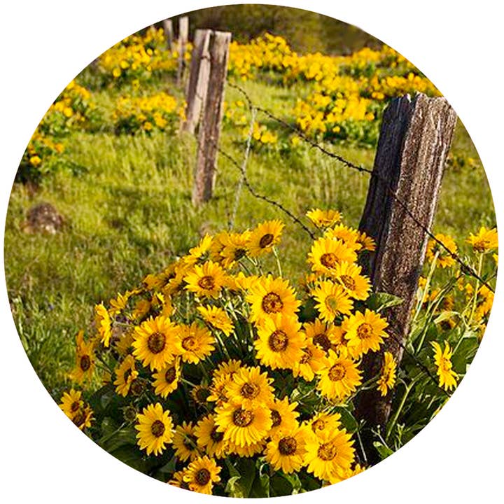 Barbwire Sunflowers for wholesale by Andreas