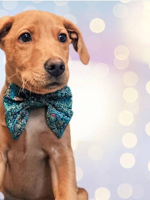 Dog bow tie accessory pack - PASTEL COLOURS for wholesale by Bark Art Ltd