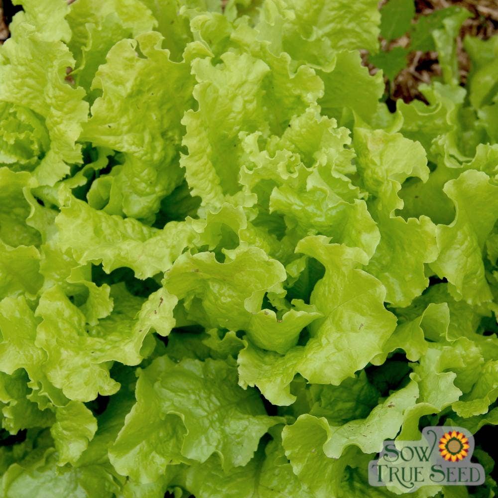 Sow True Seed - Wholesale Plant Seeds - Lettuce Seeds - Black Seeded Simpson, ORGANIC2