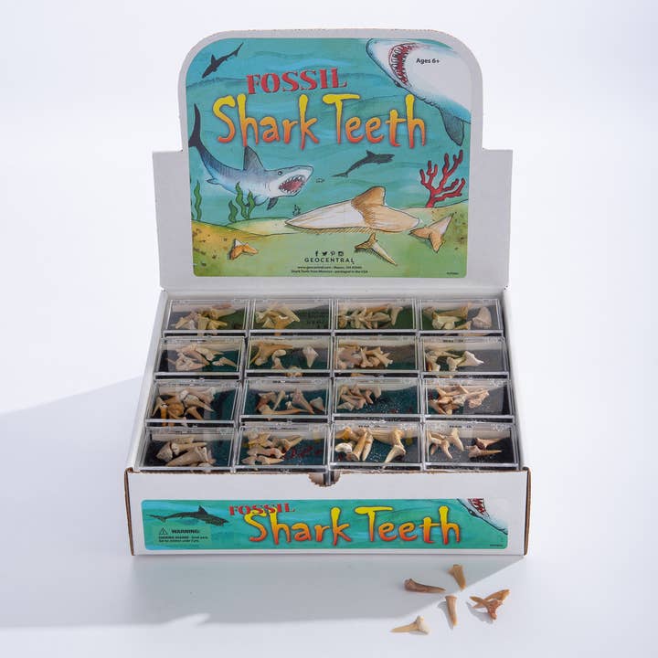 GeoCentral - Wholesale Retailer Display - Kids & Baby - Shark Teeth Souvenir Box - 48 count with Display