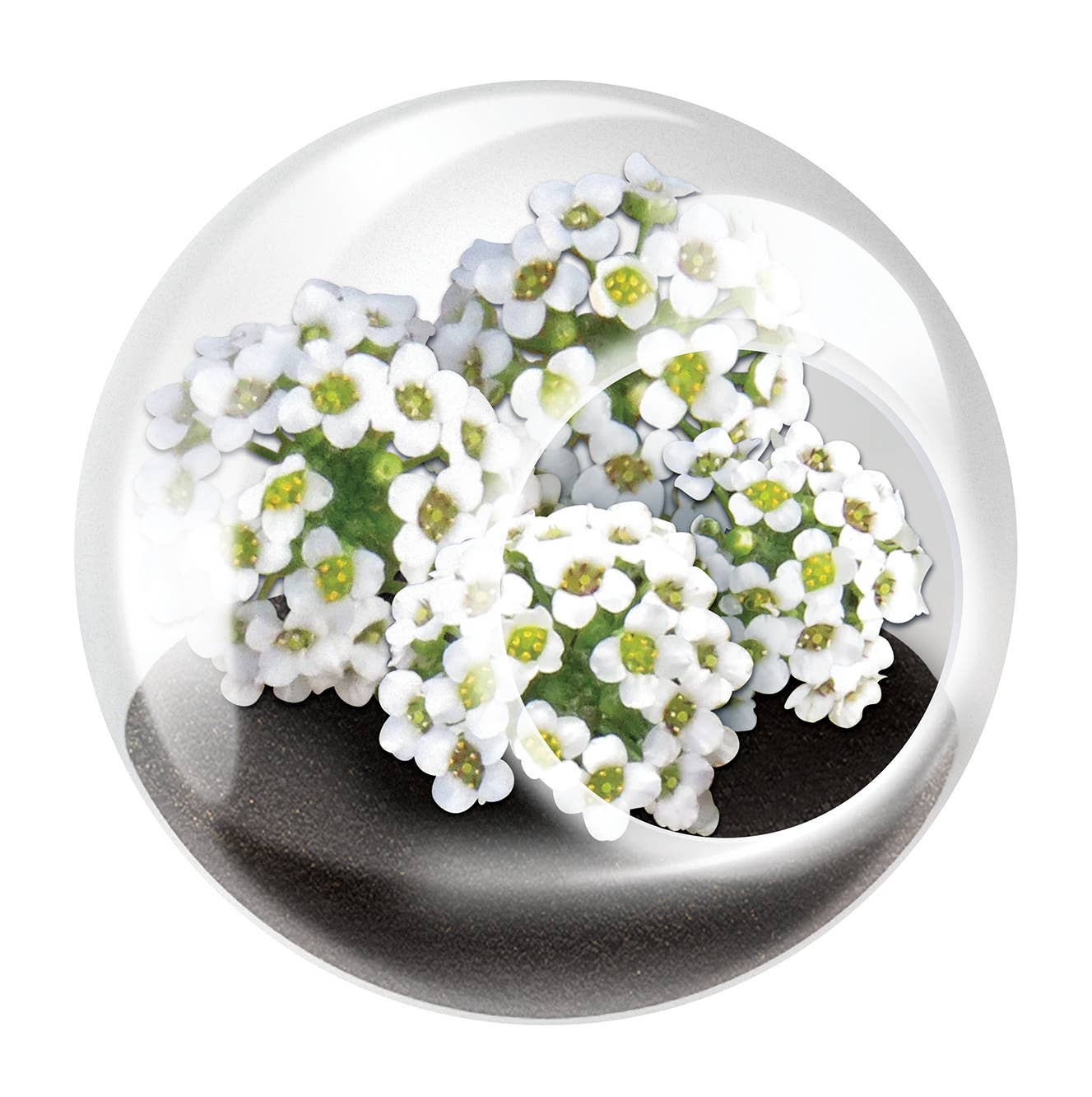 Silver Circle Products - Wholesale Retailer Display - Home & Living - Tiny Terrariums Flowering Counter Display with 6 Varieties2