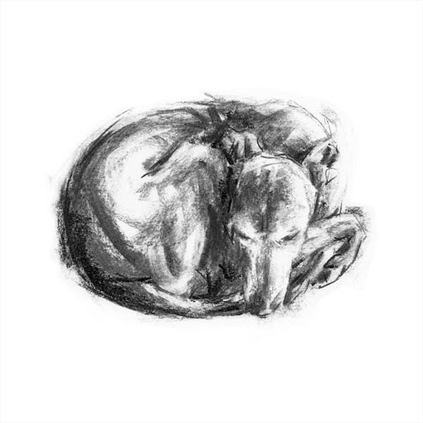 Paint My Dog - Vendita all'ingrosso Stampa artistica - Stampa da disegno con cane, Whippet raggomitolato - Fine Art Dog Print