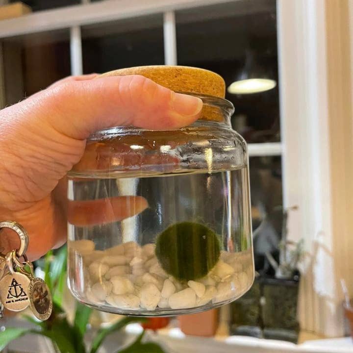 Classic Large Marimo Moss Ball Terrarium for wholesale by Moss Amigos | Moss Ball Terrariums