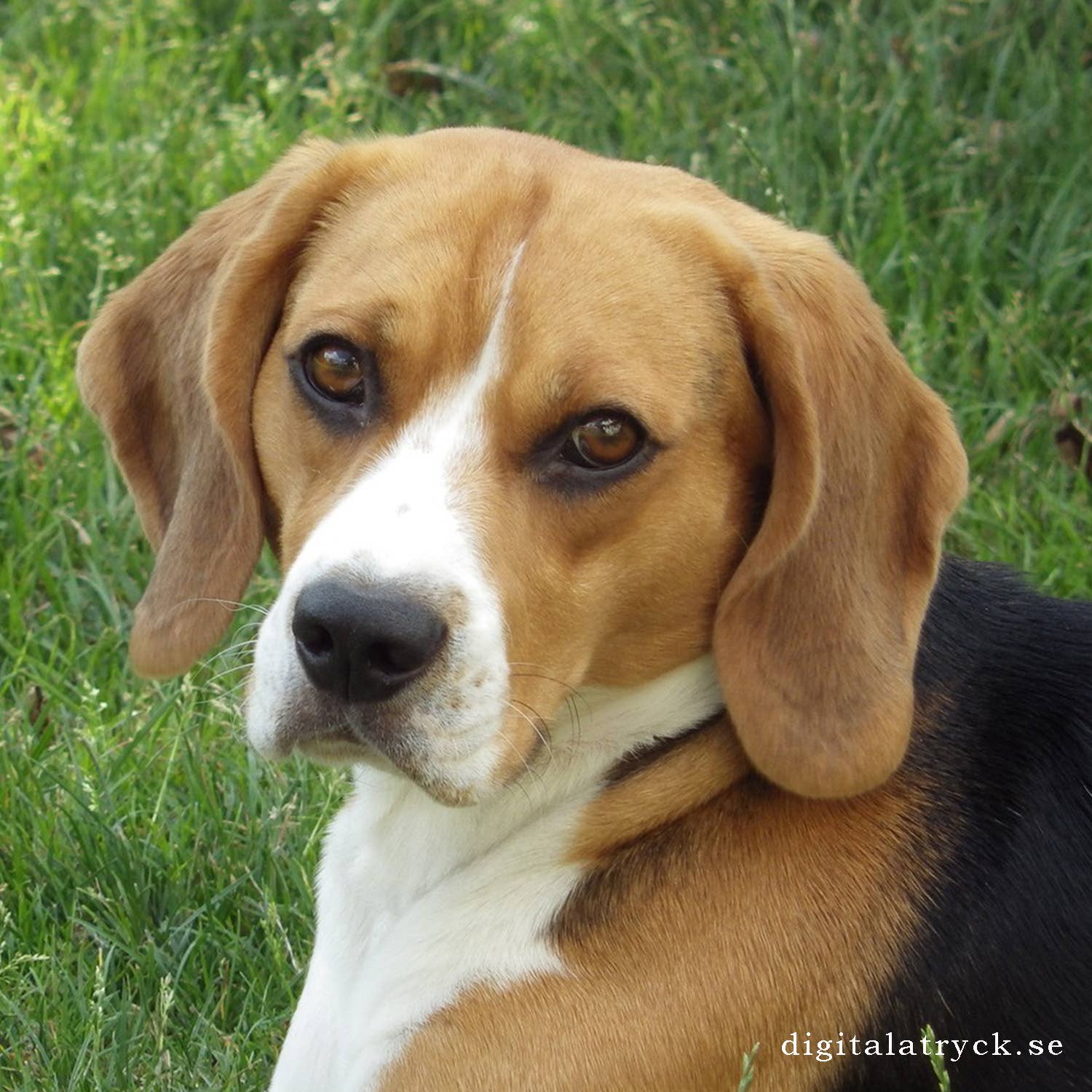 Scandinavian Specialties - Wholesale Dishcloth - Swedish Dishcloth - Dog - Hugo0