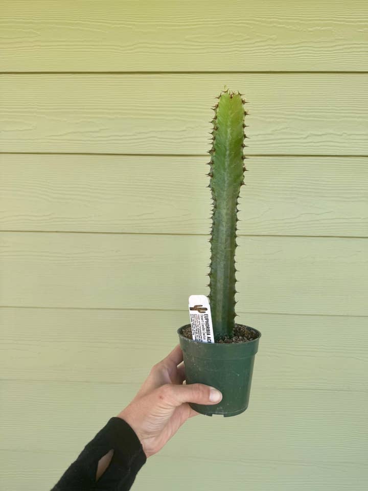 4" Cactus - Desert Candle Cactus for wholesale by Northern Pacific Printing Company