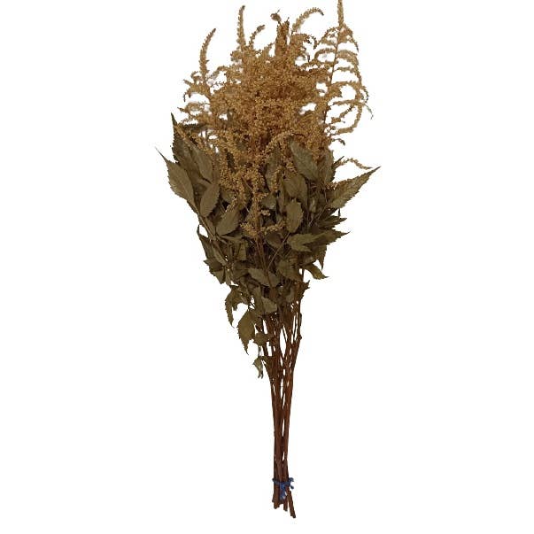 Konserveret astilbe for engroshandel hos Concari.flores Preservadas