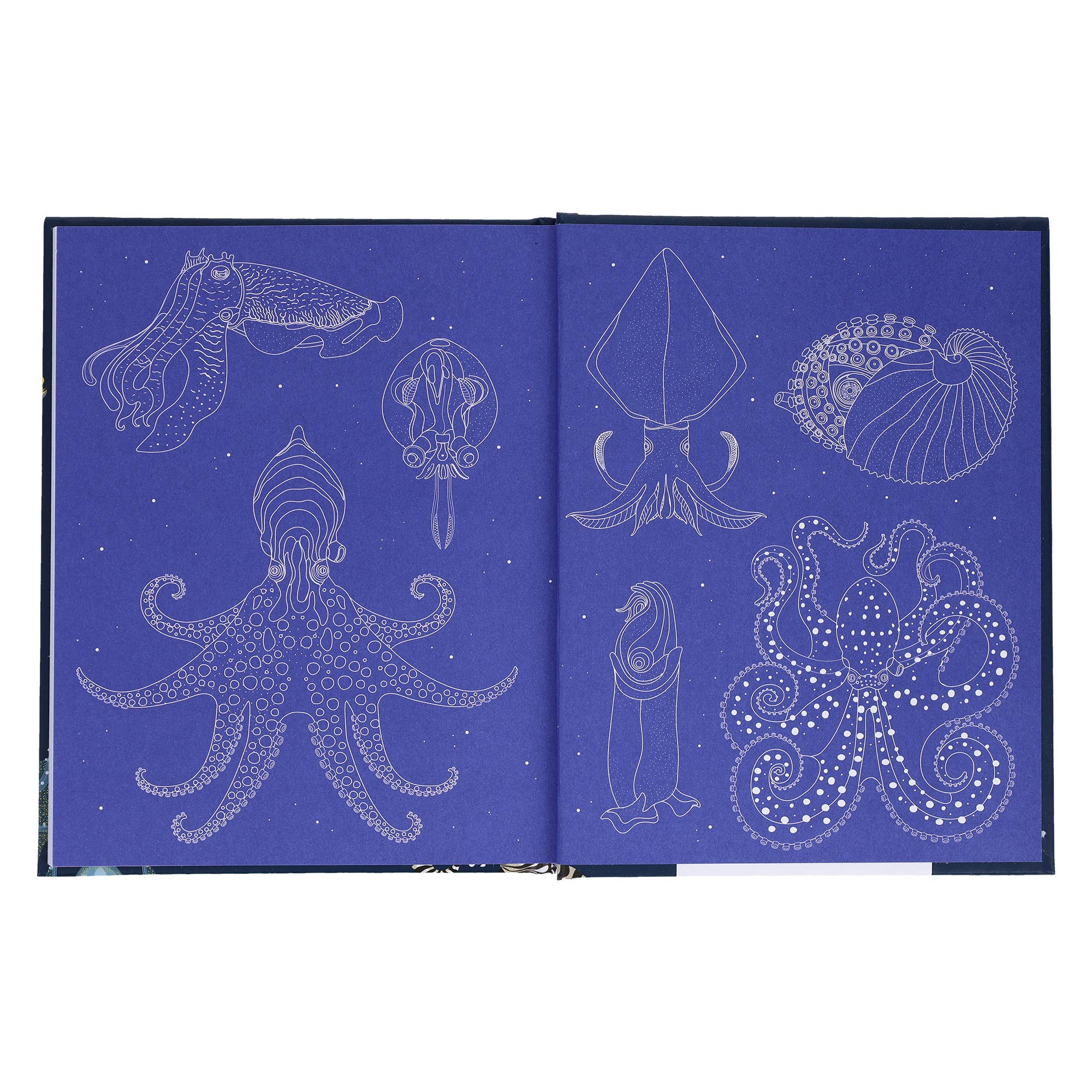 Chronicle Books - Wholesale Nature & Outdoors - Sea Wonders3