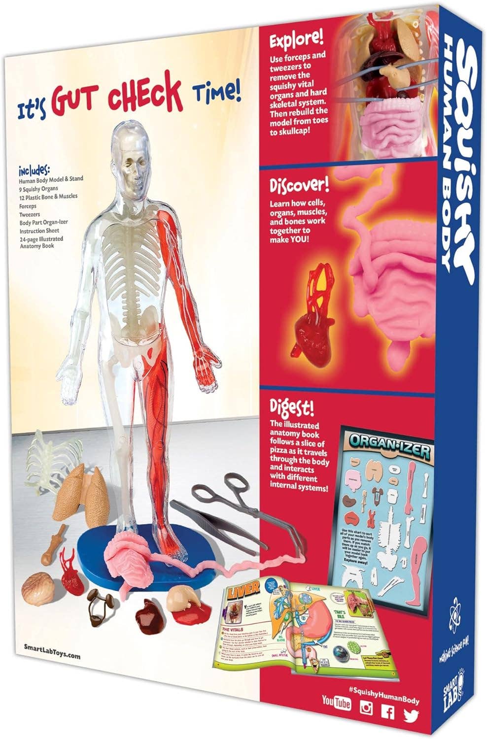 EDC Publishing - Wholesale Toy Set - Kids - Squishy Human Body1