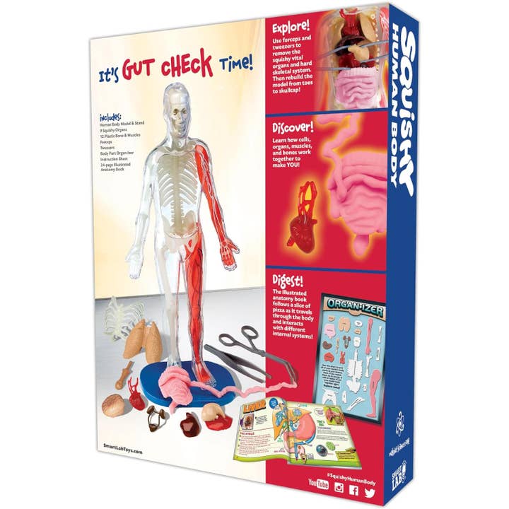 EDC Publishing - Wholesale Toy Set - Kids - Squishy Human Body1