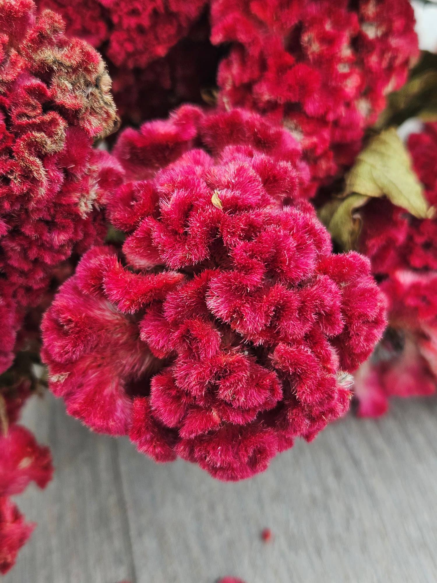 Alissas Flower Farm - Wholesale Dried/Pressed Flowers - Dried Celosia, Comb7