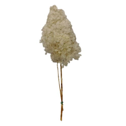 Blank PRESERVED HYDRANGEA PANICULATA FLOWER for wholesale on Faire