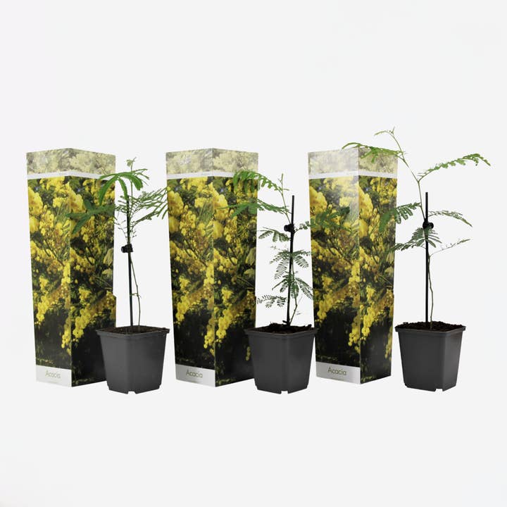 Arbuste de mimosa – Acacia argenté – 3 plantes – Mimosa dealbata – Fleurs jaunes parfumées – Arbuste ornemental à feuilles persistantes & plante d'intérieur – Floraison précoce d'Australie – Facile d'entretien & décoratif – Hauteur 25–40cm – Ø9cm pour la vente par Oasis of Life