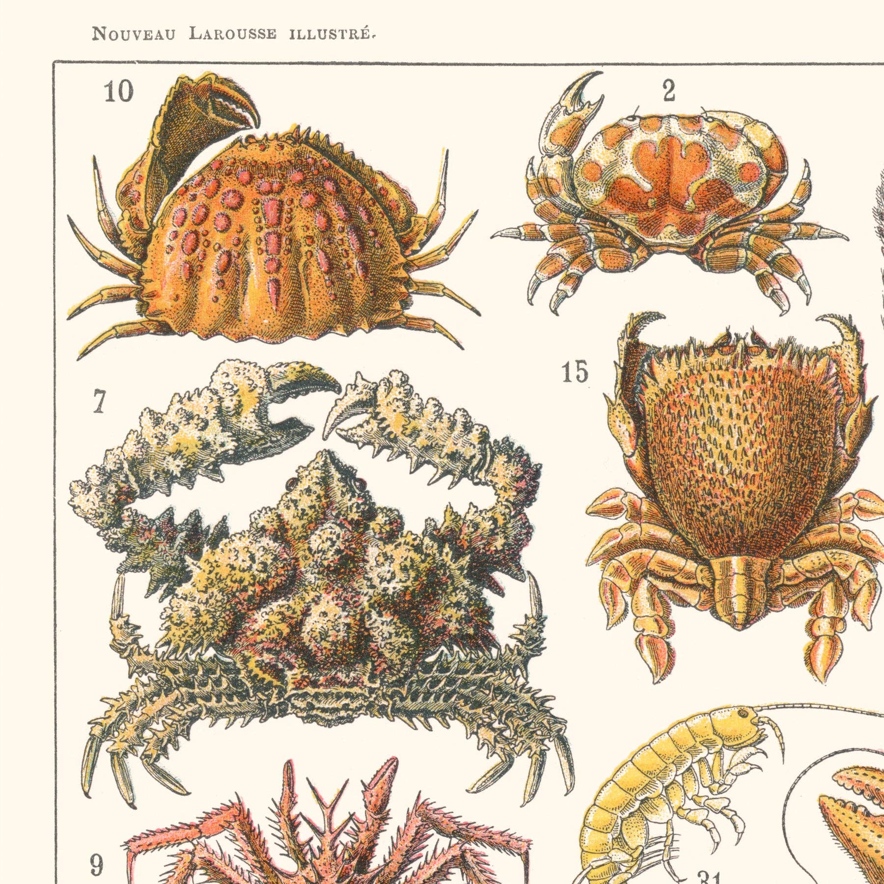 Aster Edition - Wholesale Poster - Poster: Crustaceans6