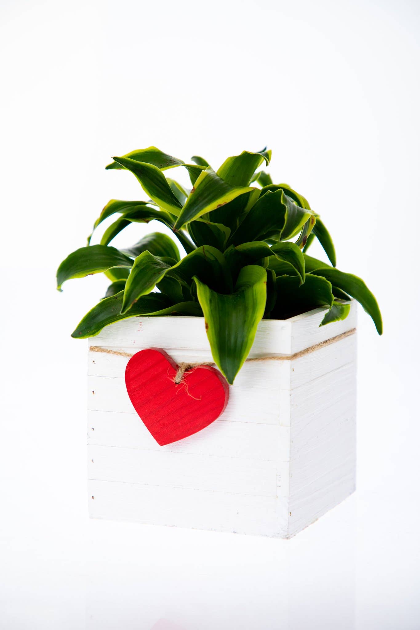 UNIMIX FLORAL - Vente Jardinière - Jardinières en bois/Conteneur - 3 couleurs assorties Cœur Saint-Valentin&Mday2