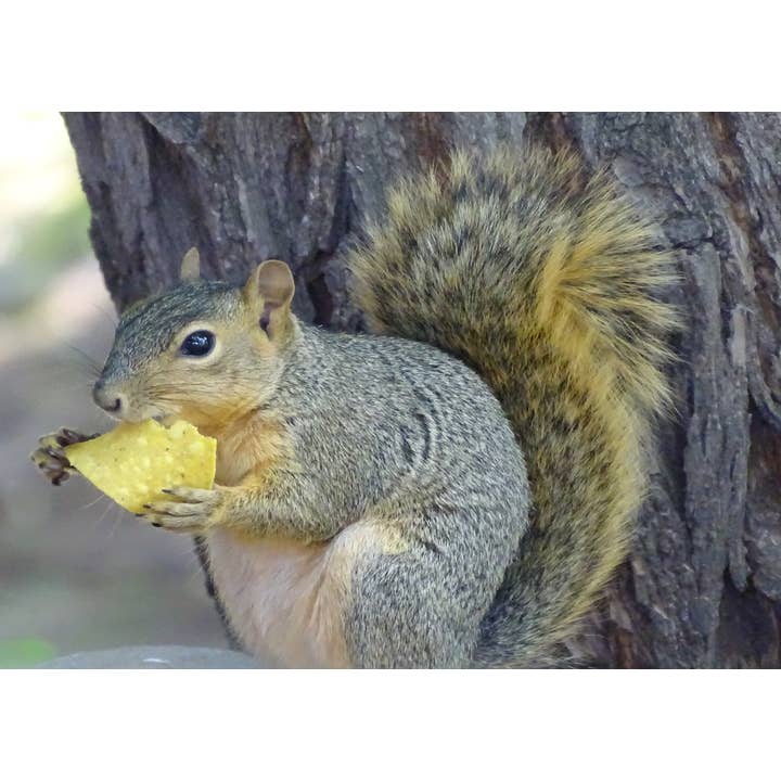 z Greeting Card- Photograph- Squirrel 01.jpg for wholesale by PhotoWord Art