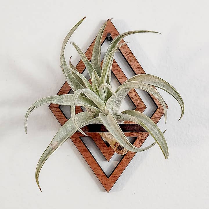 Air Plant Holder Display, Wall Hanging, Wood Diamond Design for wholesale by Leaf & Node