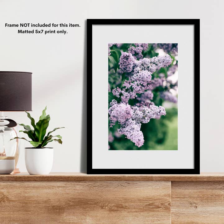 Color Fine Art Matted Photograph of a Purple Lilacs for wholesale by Alexis Arnold Photography