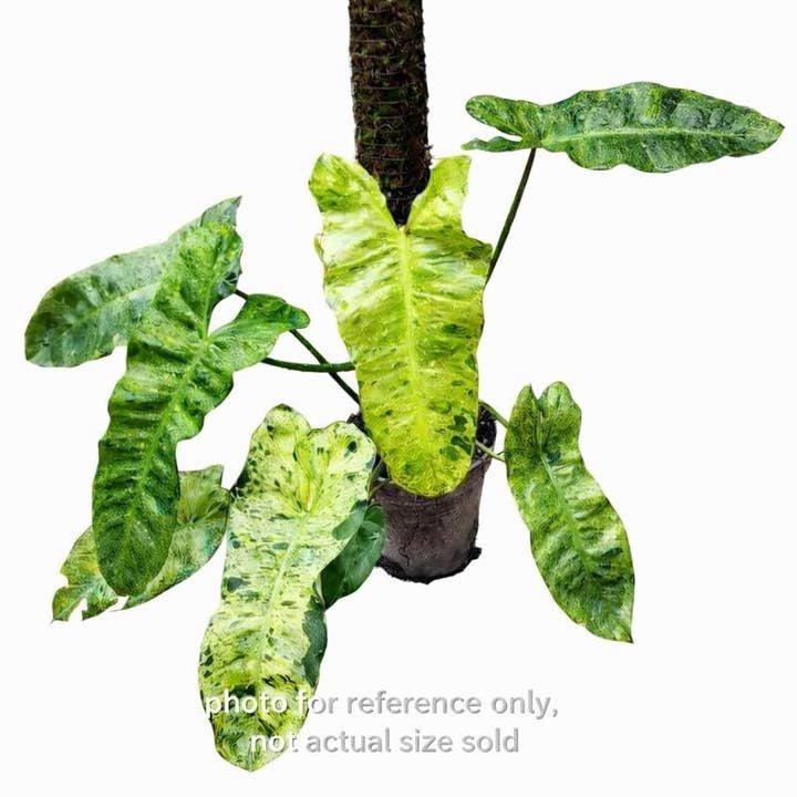 Philodendron Paraiso Verde Tissue Culture Plant (TC) | Rare for wholesale by Nanu's Nursery