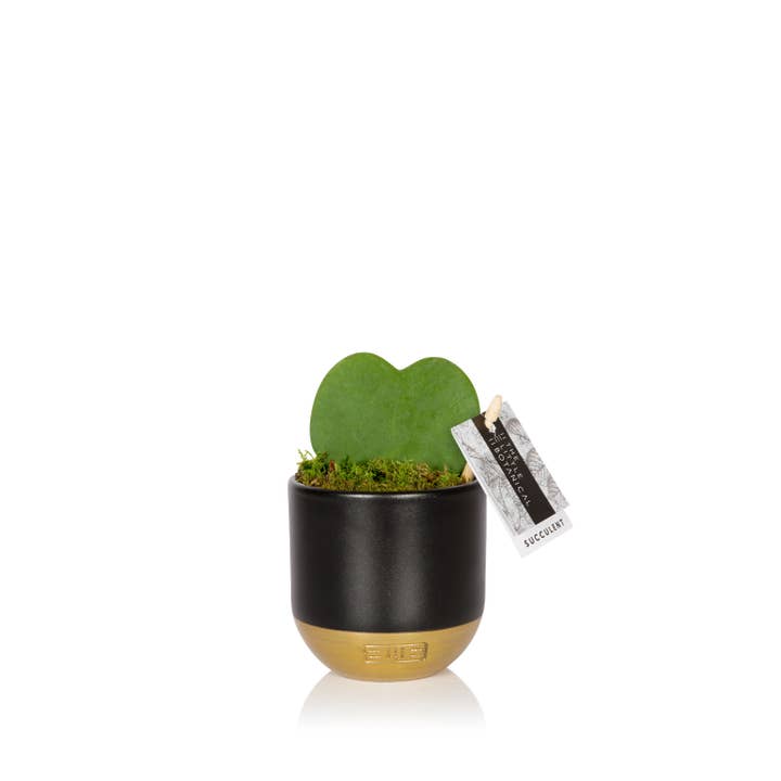 The Little Botanical - Wholesale Live Plant - Hoya Kerrii (Single Heart) π