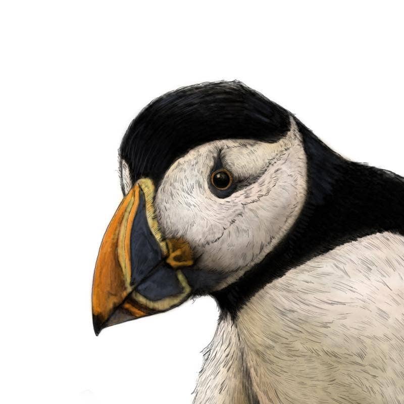 Hidden Planet - Wholesale Art Print - Atlantic puffin - A4 Print (portrait)2
