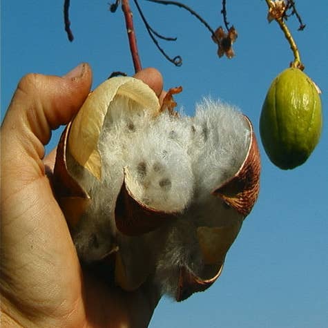 Bean Products - Wholesale Craft Supplies - Kapok Fiber Fill Stuffing - Organic9