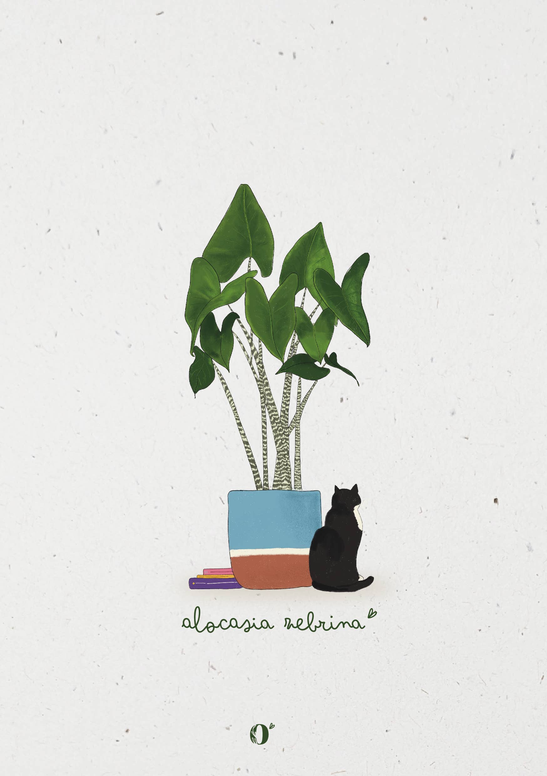 Pomologram - Vente Cartes - Alocasia Zebrina1