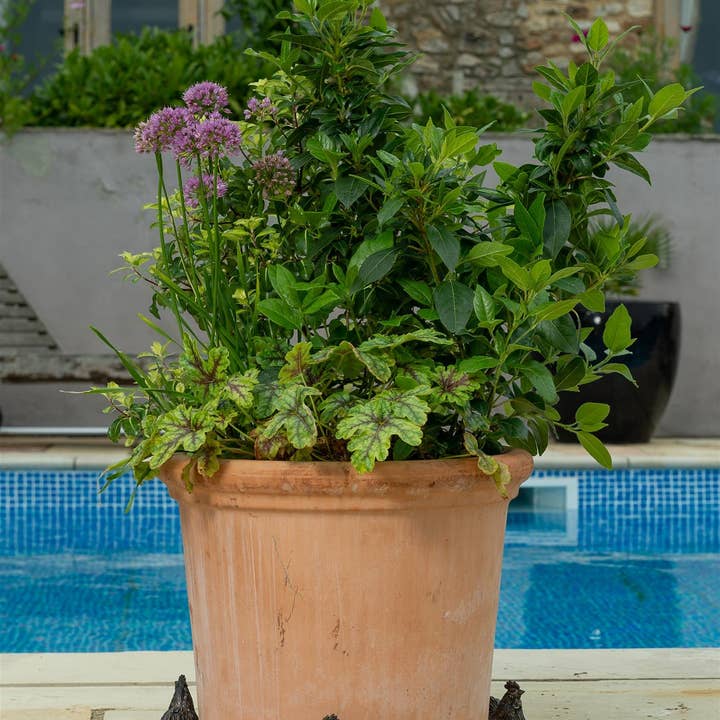 Jardinopia UK - Venta al por mayor Macetas - Juego de 3 patas para maceta de pollo Buff Orpington