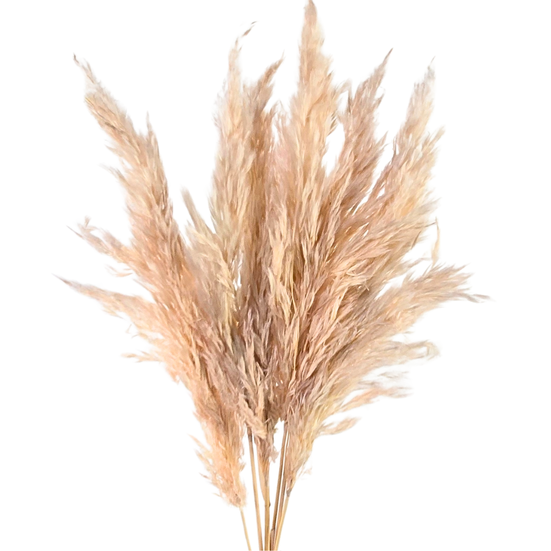 Botanico Ltd. - Wholesale Dried/Pressed Flowers - Pampas Grass Small3