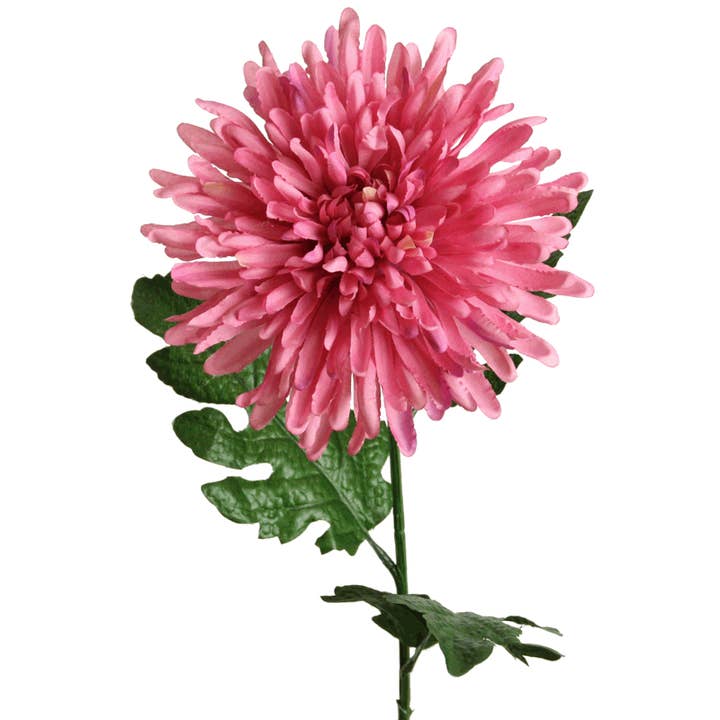 chrysanthemum 70 cm mauve for wholesale by Floratexx