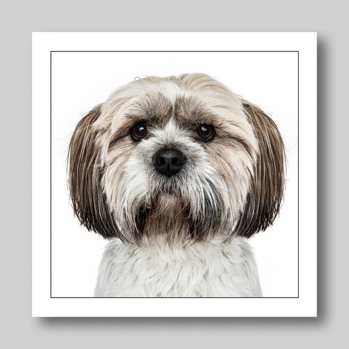Shih tzu - Dog Greeting Card for wholesale by GRUFFPAWTRAITS