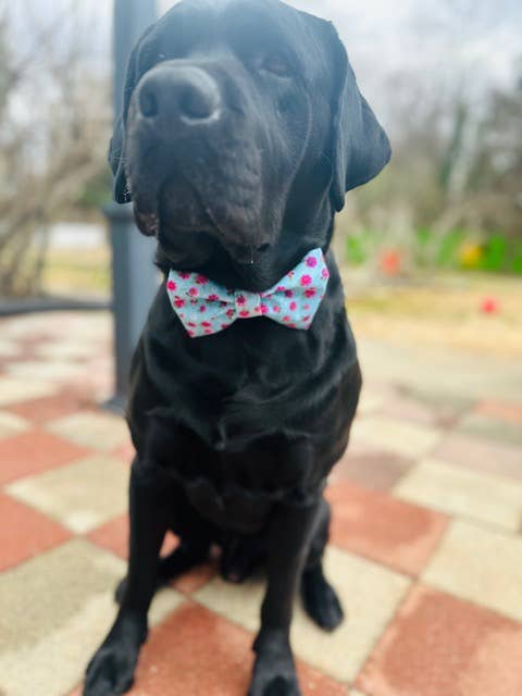 Walking Paws Boutique - Wholesale Pet Bow Tie - Dog - Assortment pet bowties, adjustable and removable, holiday 6