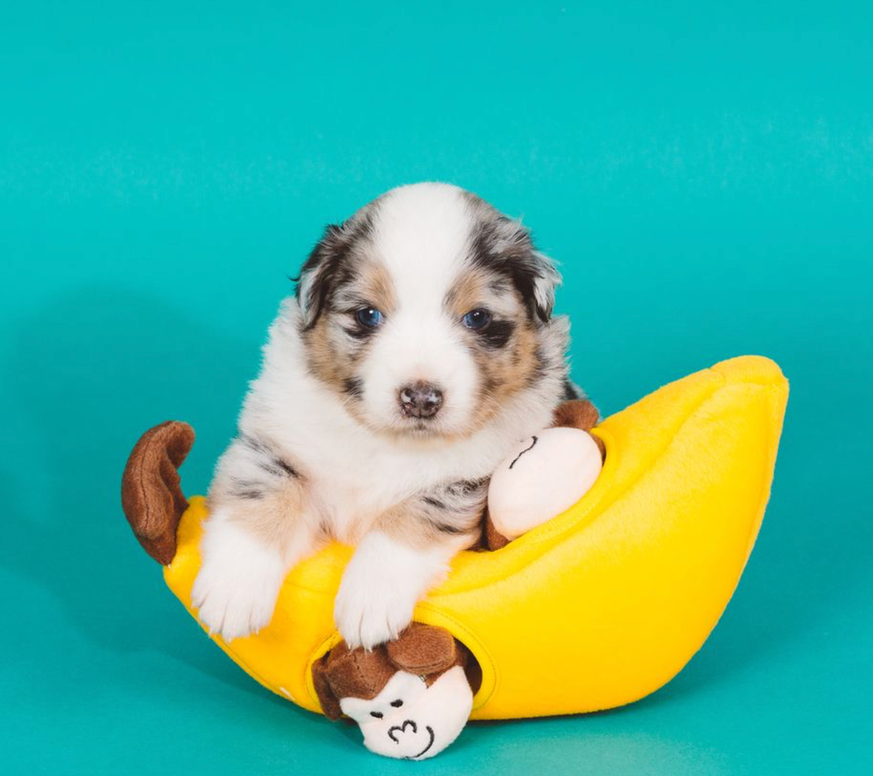 ZippyPaws - Vendita all'ingrosso Peluche - Cani - Zippy Burrow - Scimmietta e banana - Gioco per cani7