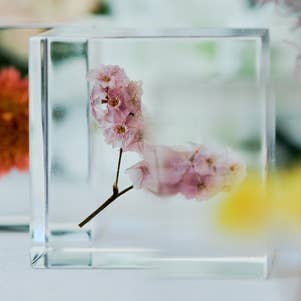 Sea lavender for wholesale by Sola cube