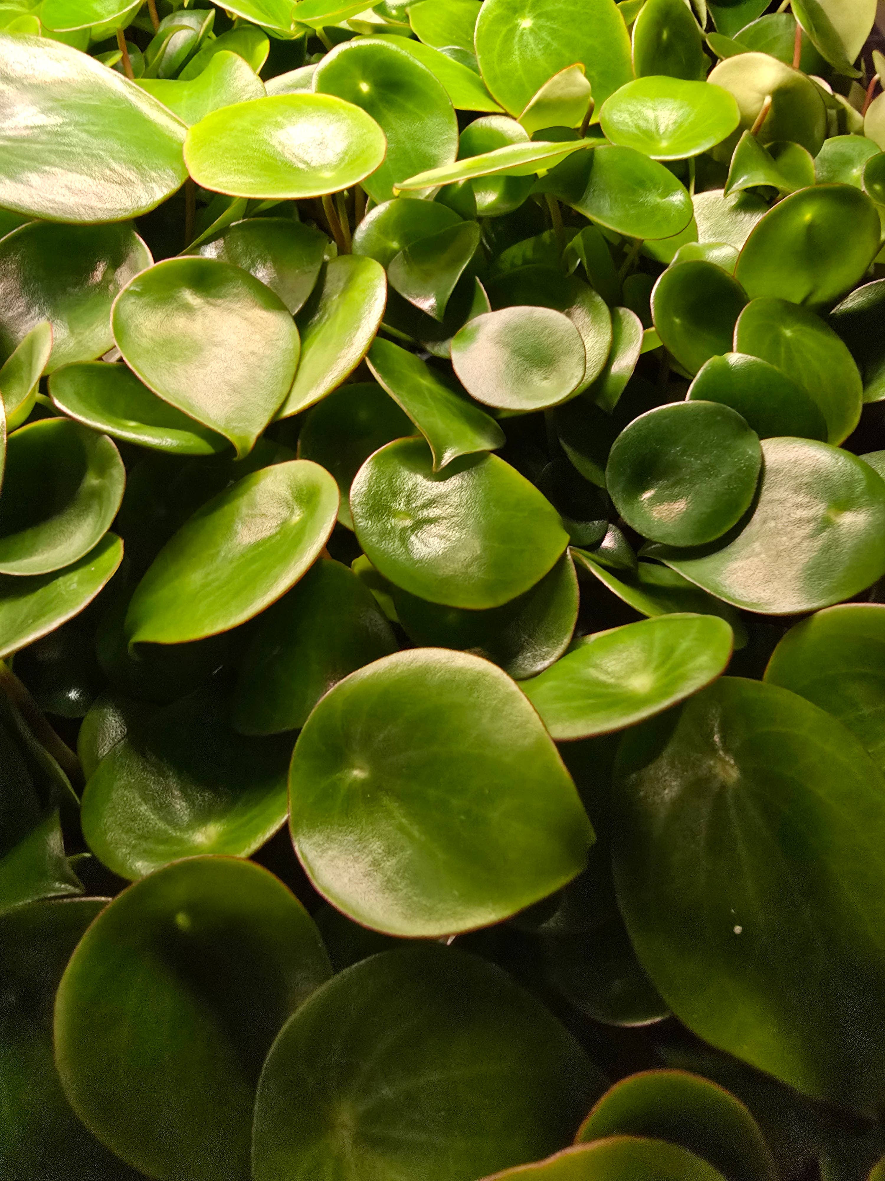 Dick's Sticks and Exotics - Wholesale Live Plant - Growers Choice Mega Mix. Unpotted. 2