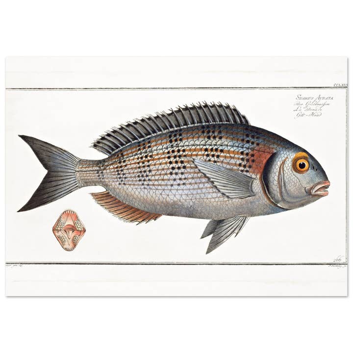 Sparus Aurata por atacado de Maison de Paloma