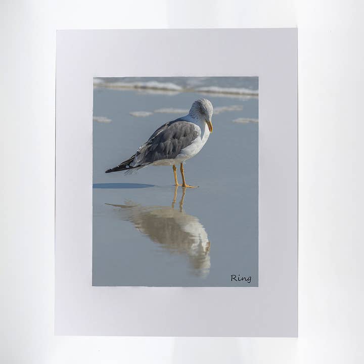 Artwork-Ring Billed Gull 2 for wholesale by Mike Ring Photography