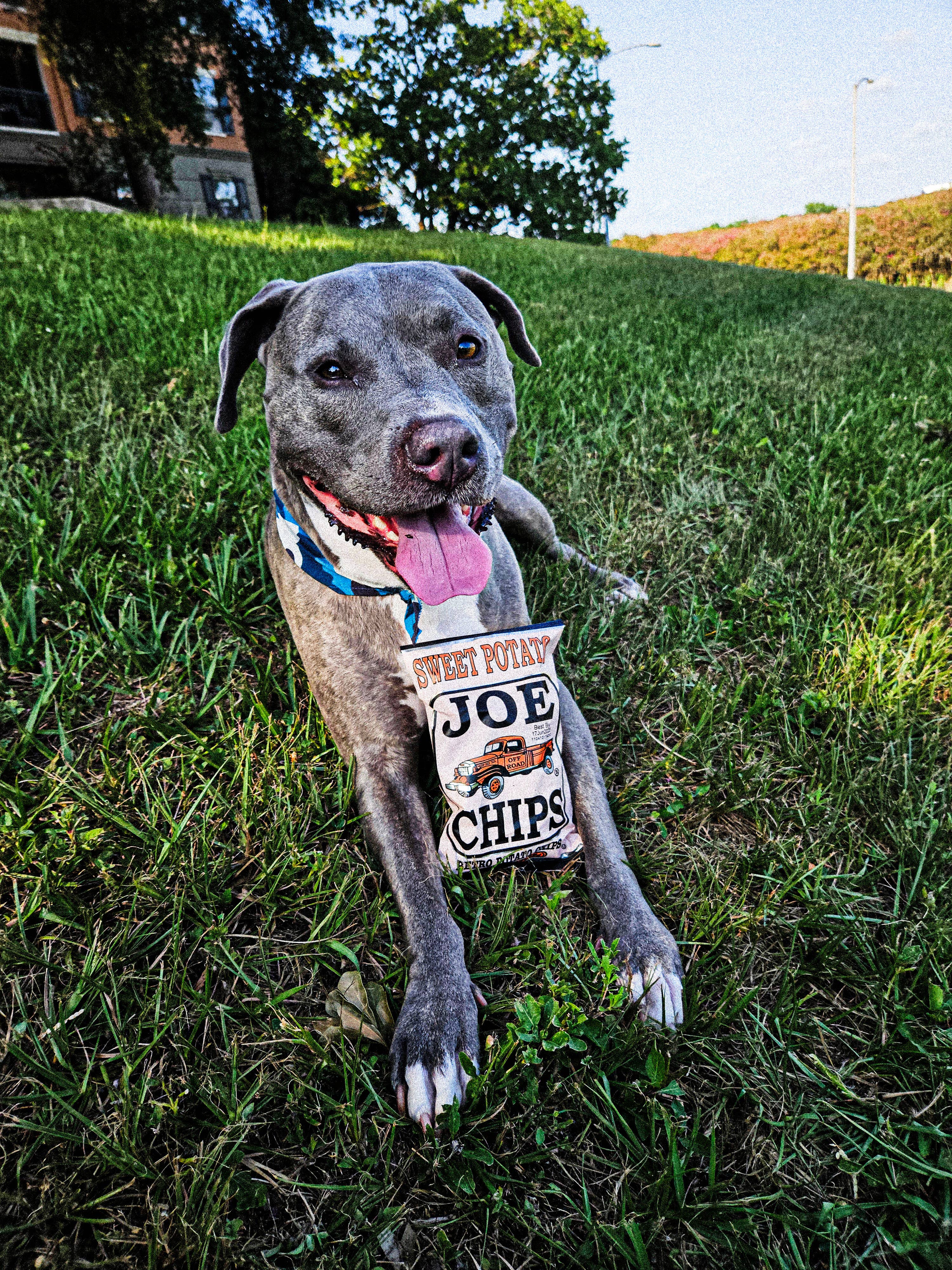 Joe Tea & Joe Chips - Wholesale Chips - Sweet Potato - Kettle Chips (2 oz. Bags)2