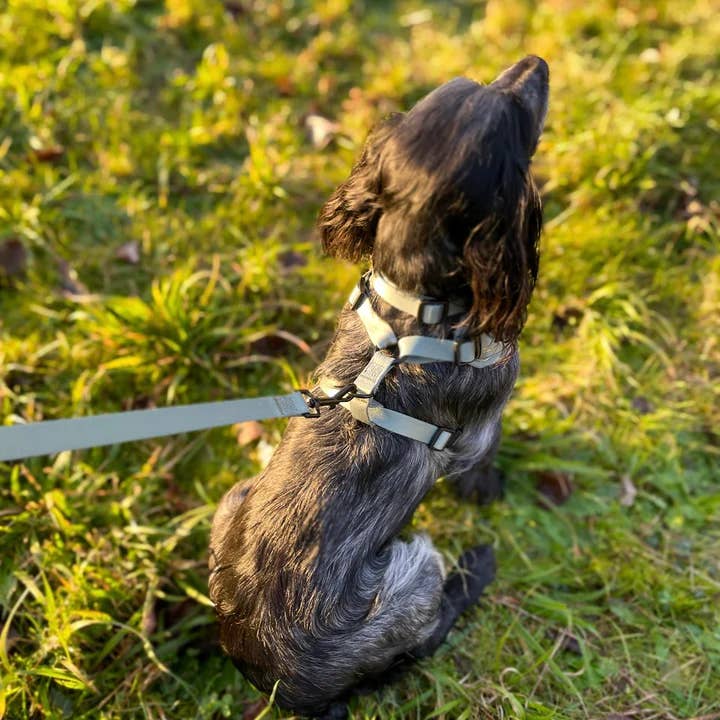 Doghouse - Wholesale Pet collar – Dog - Doghouse Everyday Comfort Dog Collar11