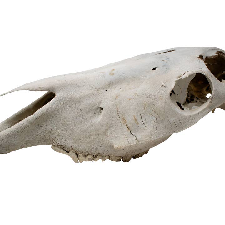 teschio di cavallo n. 2 per la vendita all'ingrosso da parte di Oreamnos Oddities