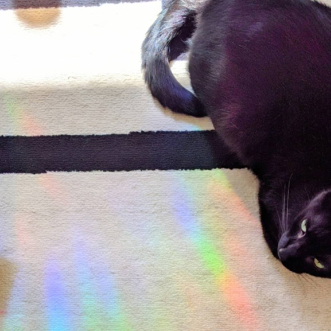 Prismatic Kitty - Vendita all'ingrosso Acchiappasole - Adesivo Whale Suncatcher per Finestra | Decorazione Costiera6