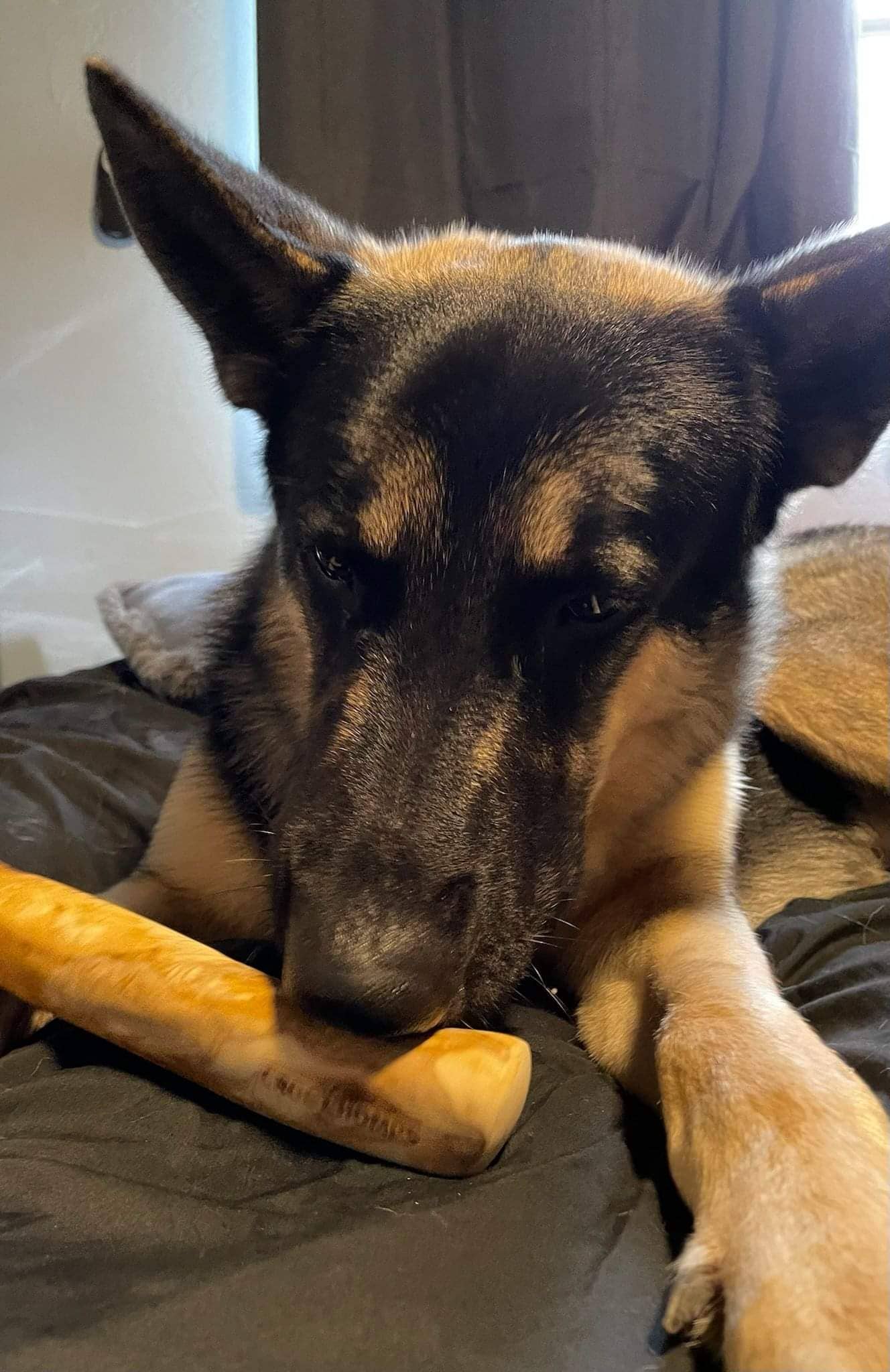 Loyalty Pet Products - Wholesale Pet Chew Toy - Dog - Croc Chomps - 100% Organic and Sustainable Coffee Wood Chews3