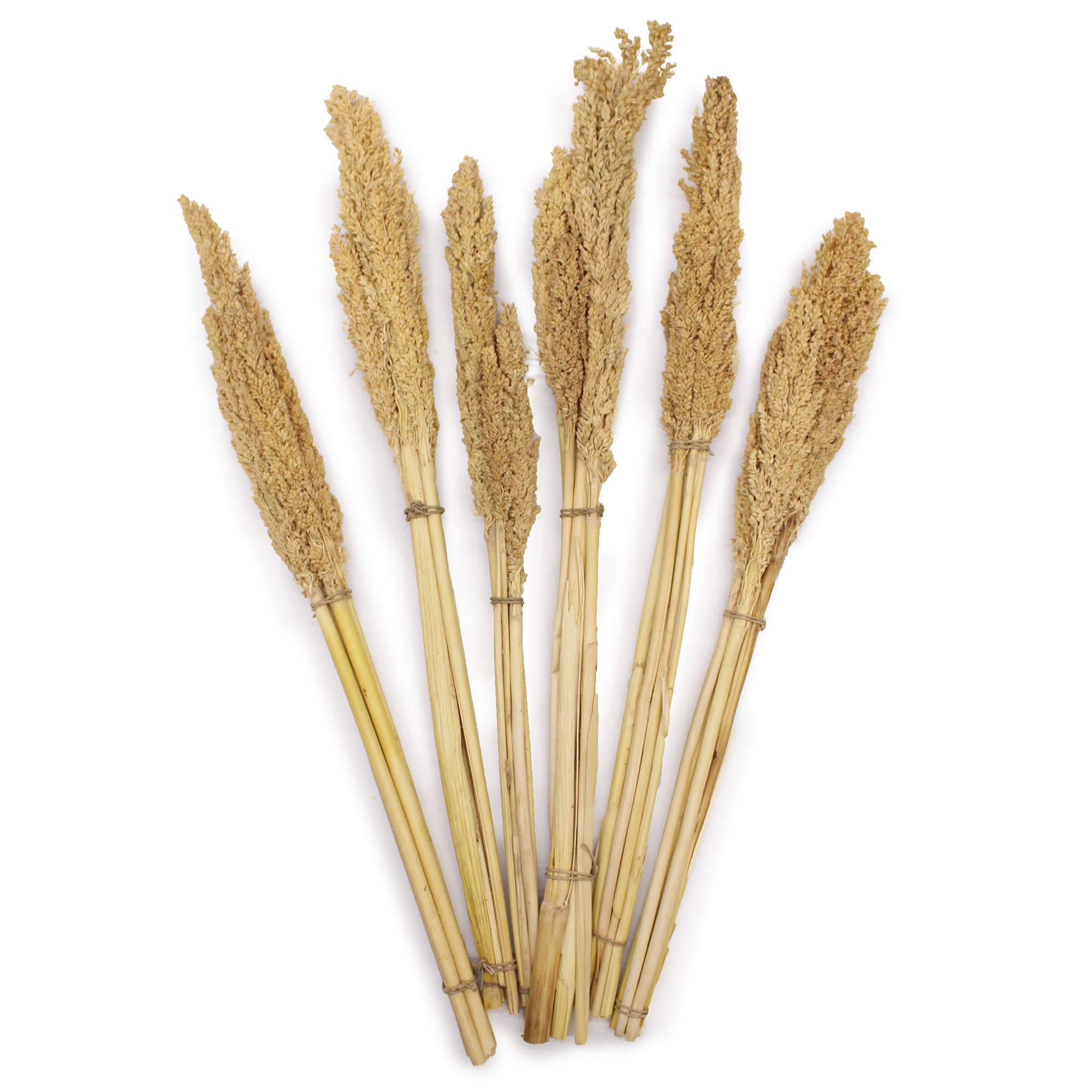 Ancient Wisdom – wholesale Dried/pressed flowers – Cantal Grass Bunch - Natural2