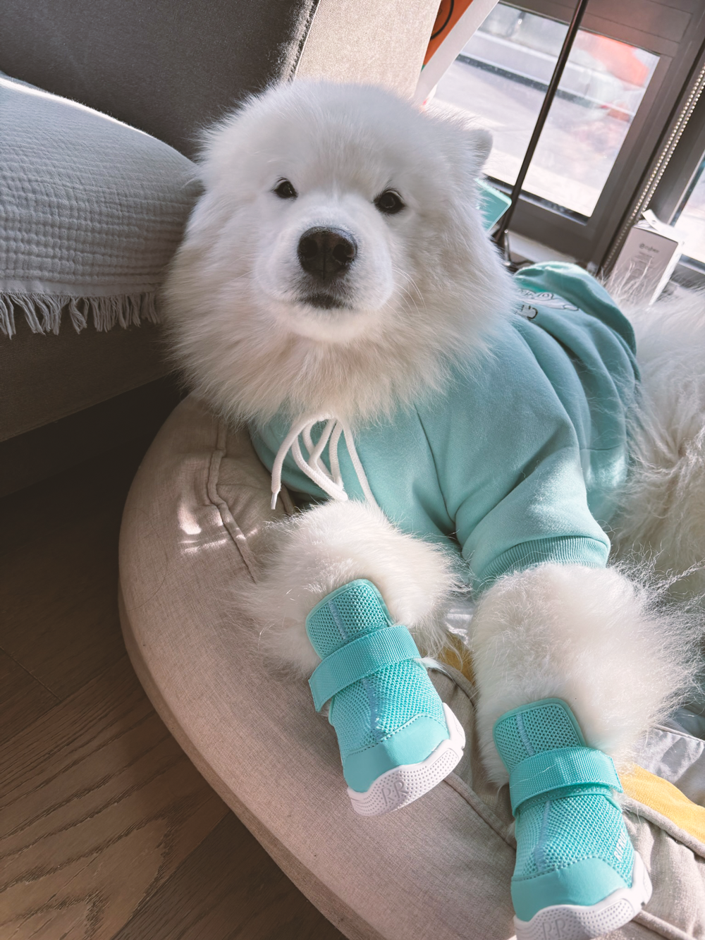 RIFRUF - Vente Bottines – chien - César 130