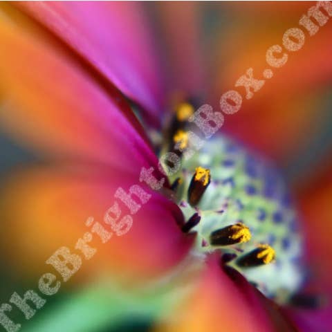 Explosión de color para venta al por mayor de The Brighton Box