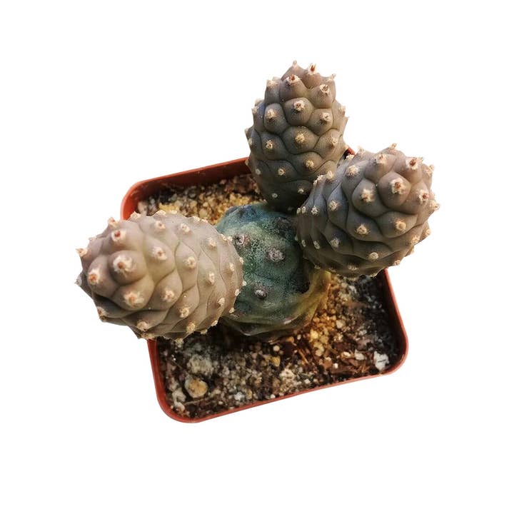 Best Plant Friend - Wholesale Succulent - Pine Cone Cactus Tephrocactus Live Succulent, 2/4 inch2