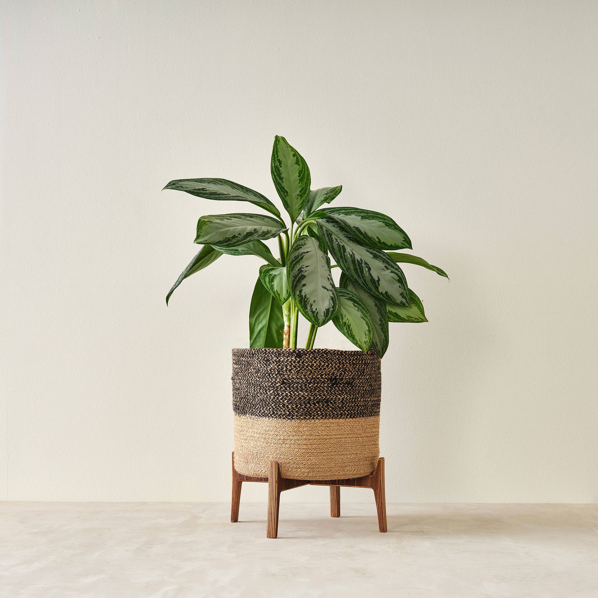 Relic Modern™ | Furniture & Objects - Wholesale Plant Pot Stand - Minimalist Walnut Plant Stand - (4", 6", 8", 10", 12")2