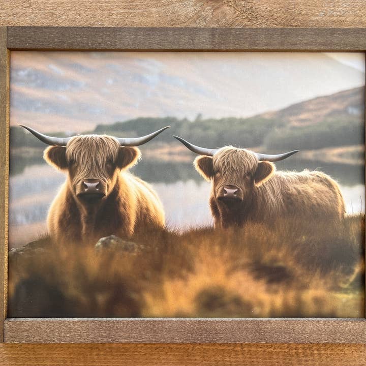 Vivid Highland Cow Pair Horizontal for wholesale by B & C Signs