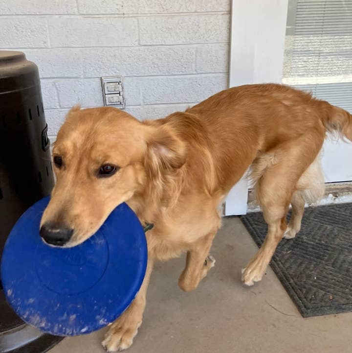 Flexifetch - Wholesale Pet Fetch Ball - Dog - Frisbee Toy - The Stella1